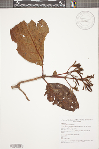 Media resource of Ladenbergia brenesii