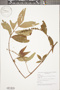 Gonzalagunia rosea image