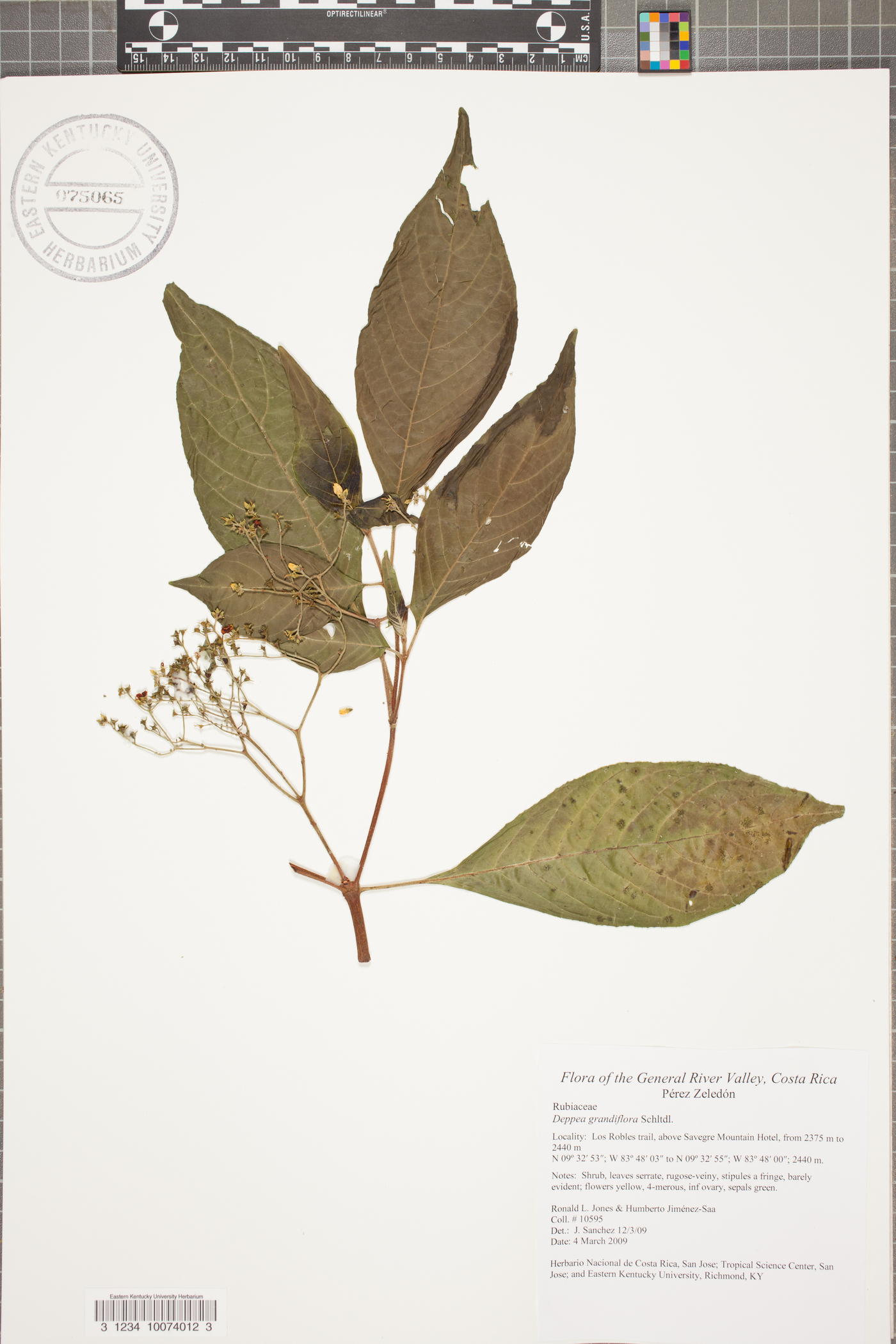 Deppea grandiflora image