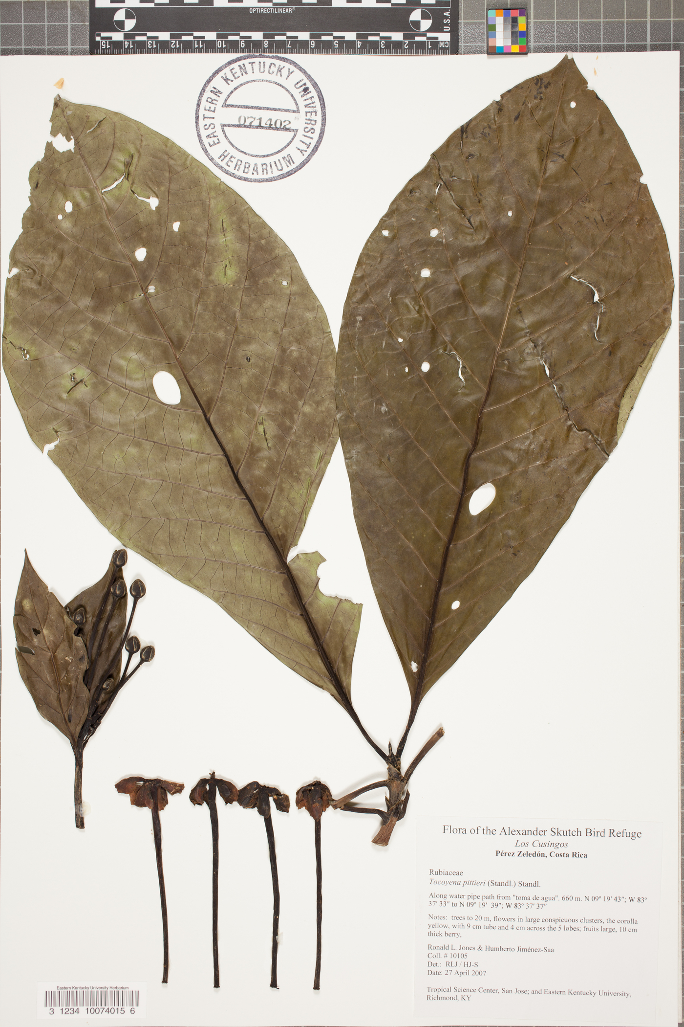 Tocoyena pittieri image