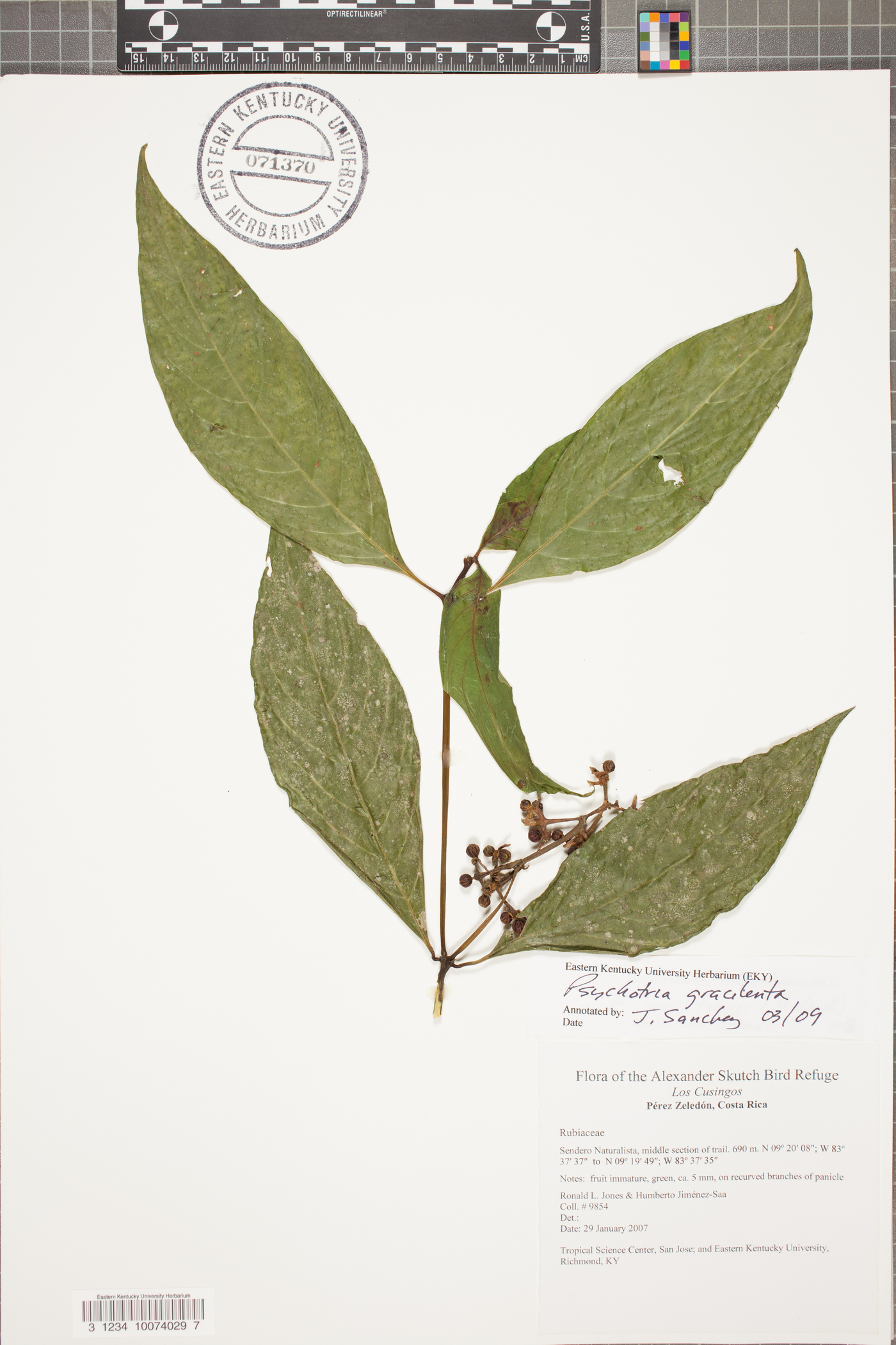 Psychotria gracilenta image