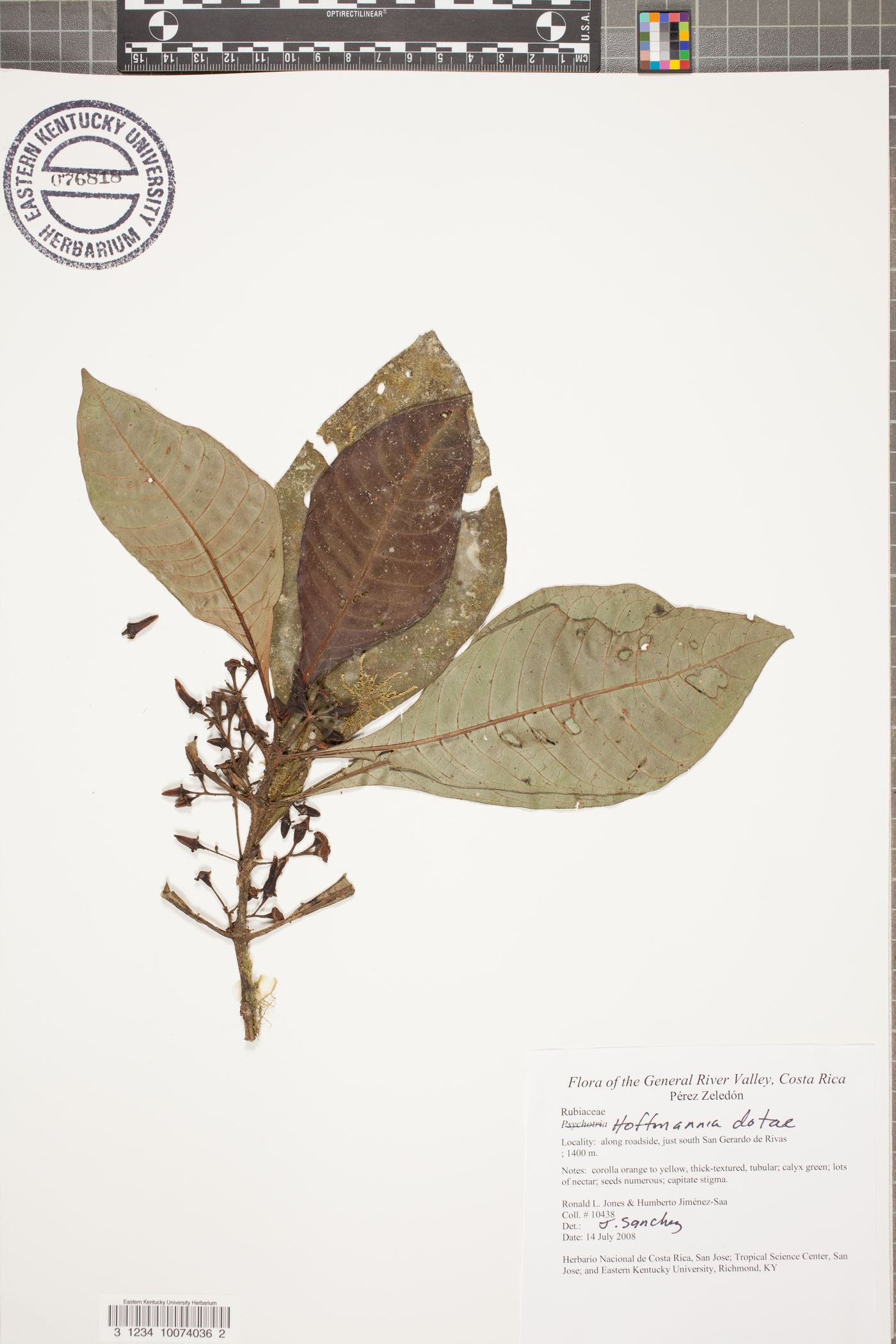 Hoffmannia dotae image