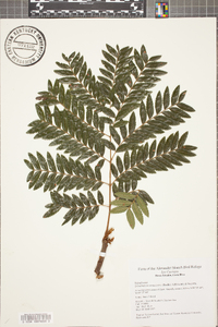 Image of Dilodendron costaricense