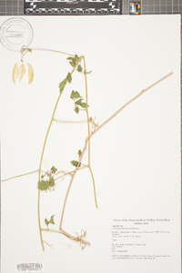 Cardiospermum grandiflorum image