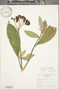 Solanum rugosum image
