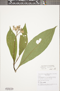 Solanum rugosum image