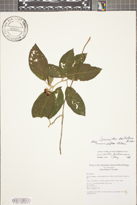 Lycianthes multiflora image