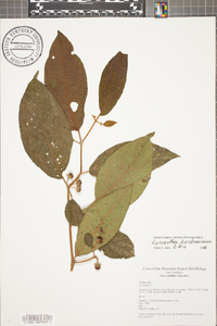 Lycianthes beckneriana image