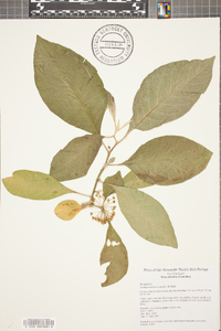 Acnistus arborescens image