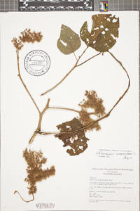 Heliocarpus americanus image