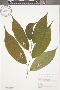 Goethalsia meiantha image