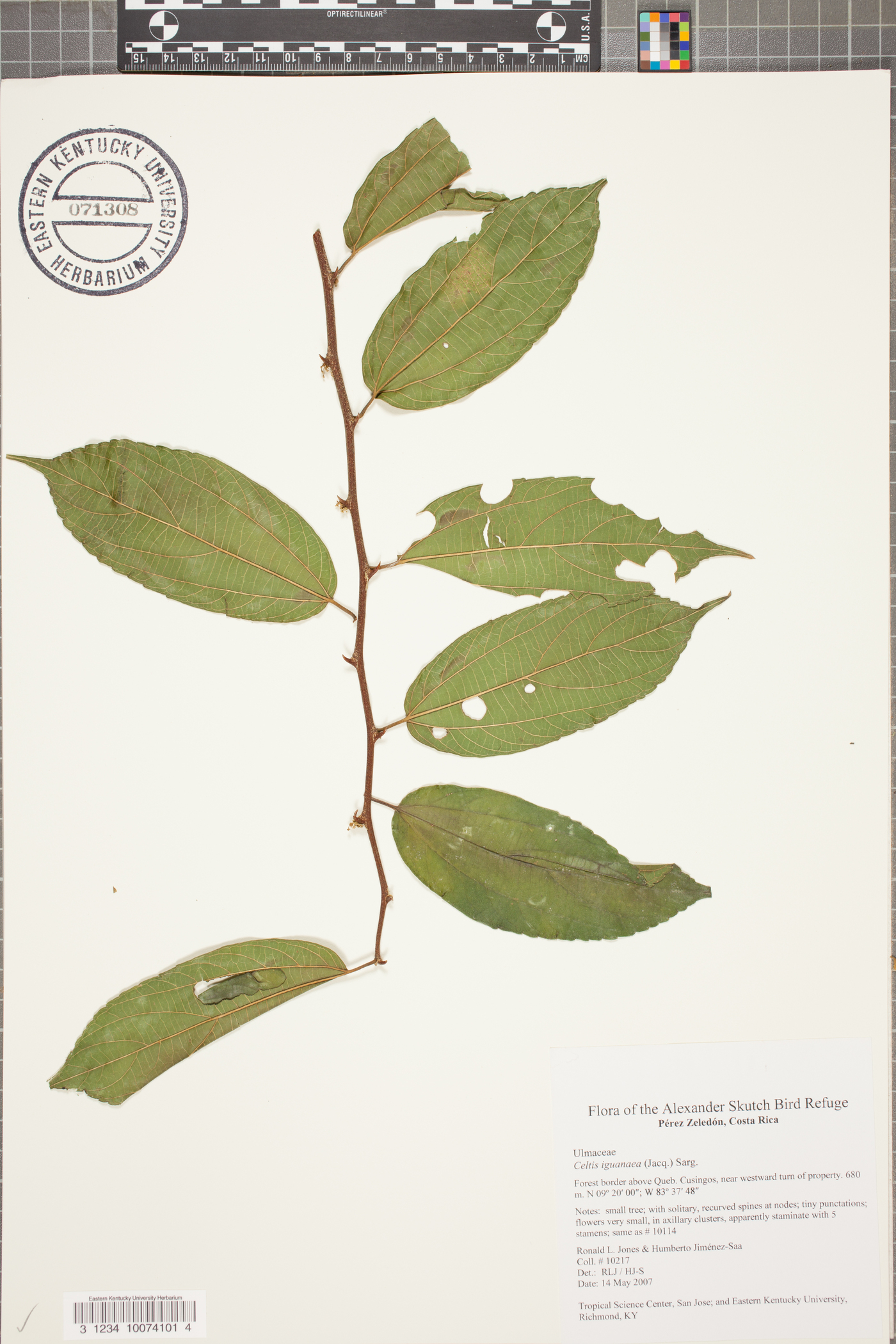 Celtis iguanaea image