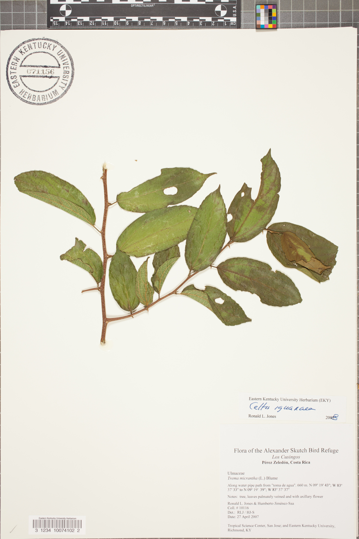 Celtis iguanaea image