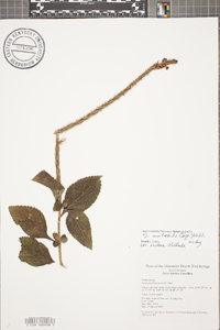 Stachytarpheta mutabilis image