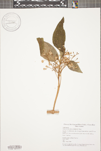 Lippia myriocephala image