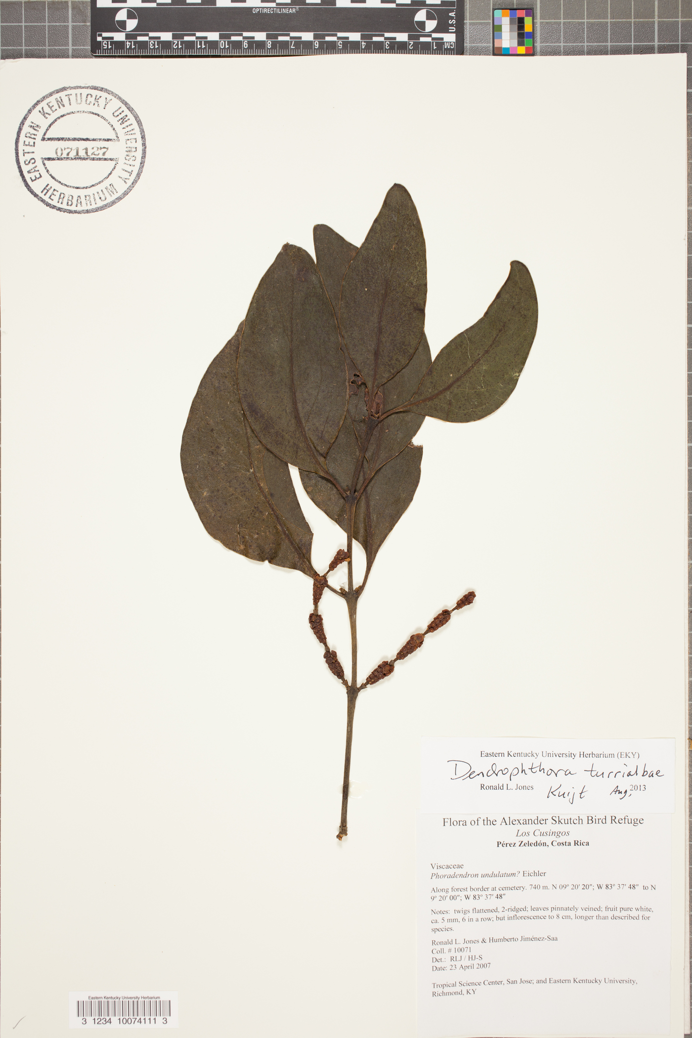 Phoradendron turrialbae image