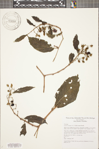 Cissus brevipes image