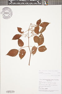 Cissus microcarpa image