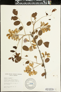 Robinia hispida image