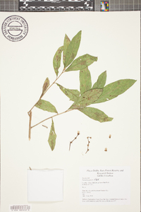 Vernonia patens image