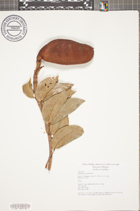 Hymenaea courbaril image