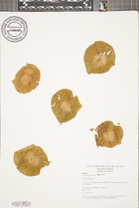 Pterocarpus rohrii image