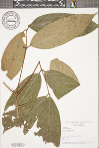 Carapa guianensis image