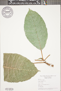 Ficus tonduzii image