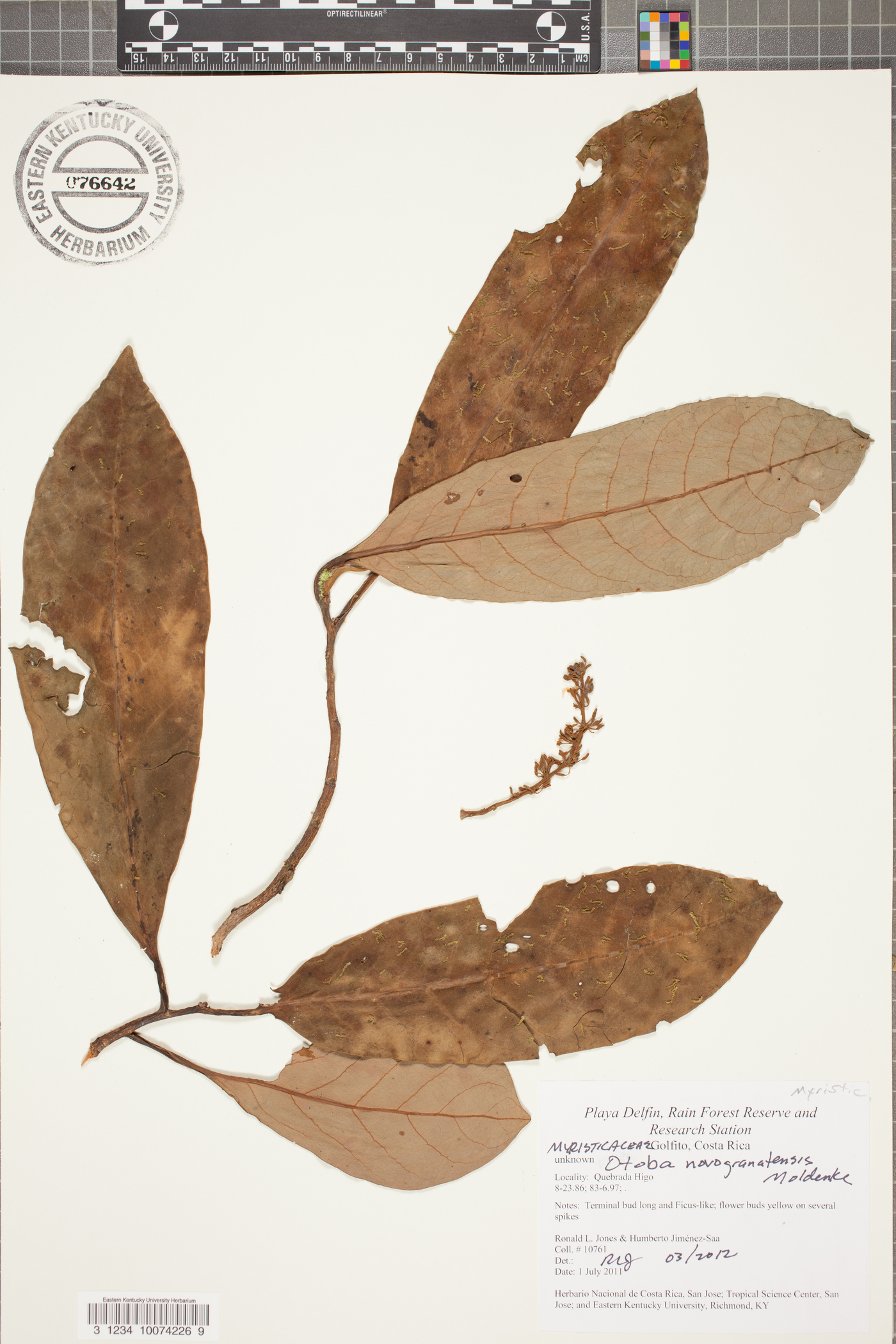 Otoba novogranatensis image