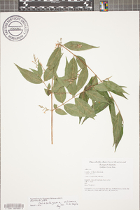 Gonzalagunia osaensis image