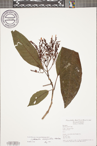 Hamelia magnifolia image