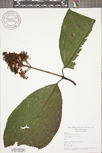 Palicourea guianensis image