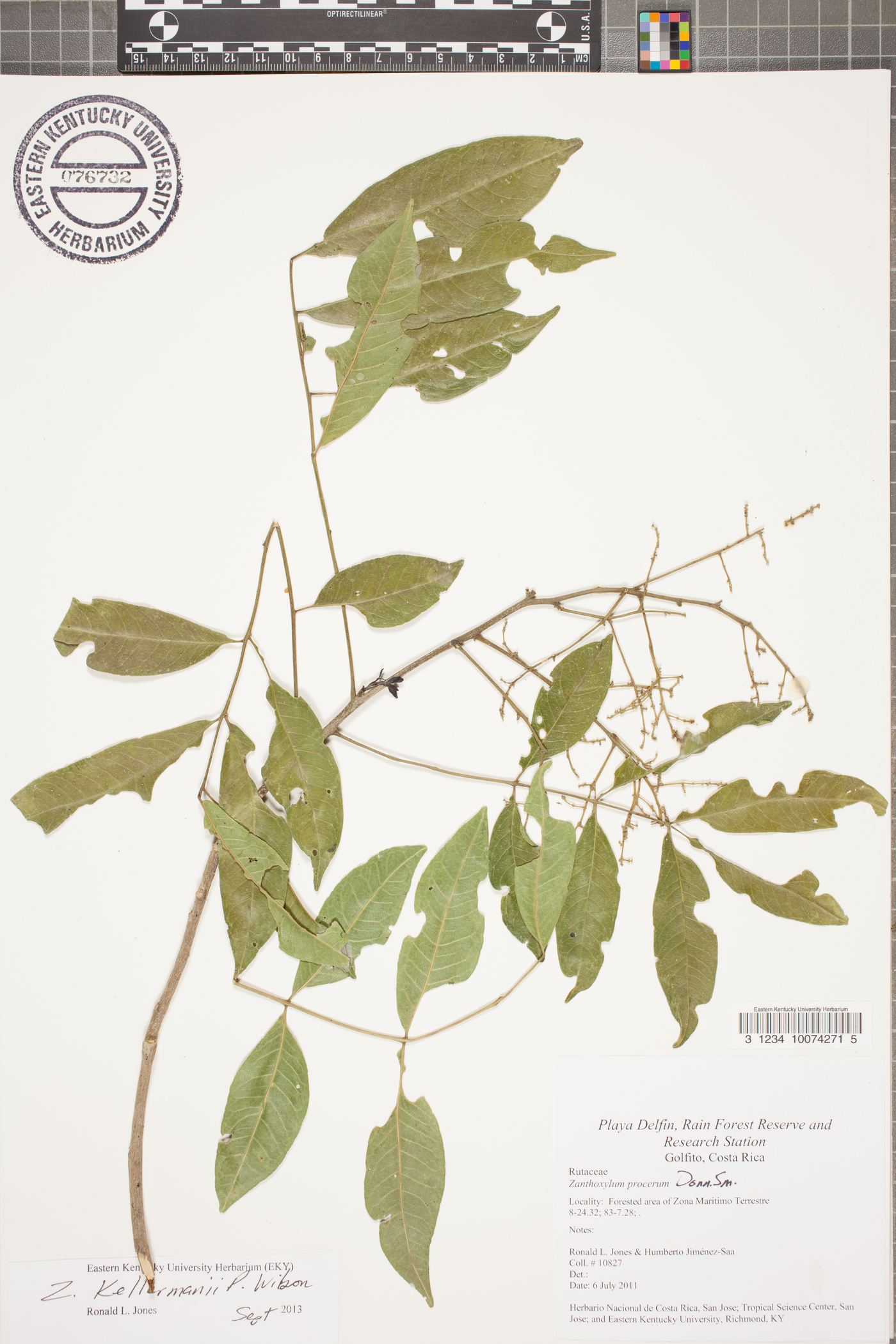 Zanthoxylum procerum image