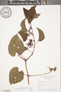 Cissus biformifolia image