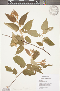 Guazuma ulmifolia image