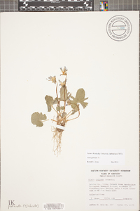 Viola palmata image