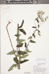 Eupatorium pilosum image