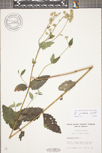 Eupatorium pilosum image