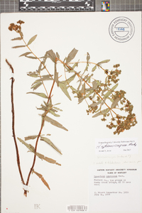 Hypericum sphaerocarpum image