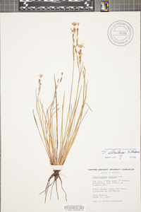 Sisyrinchium atlanticum image