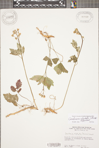 Cardamine diphylla image