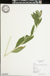 Eurybia saxicastelli image