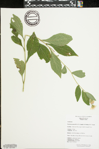 Eurybia saxicastelli image