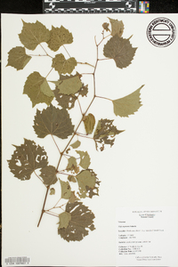 Vitis rupestris image