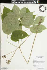 Aralia nudicaulis image