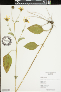 Helianthus atrorubens image