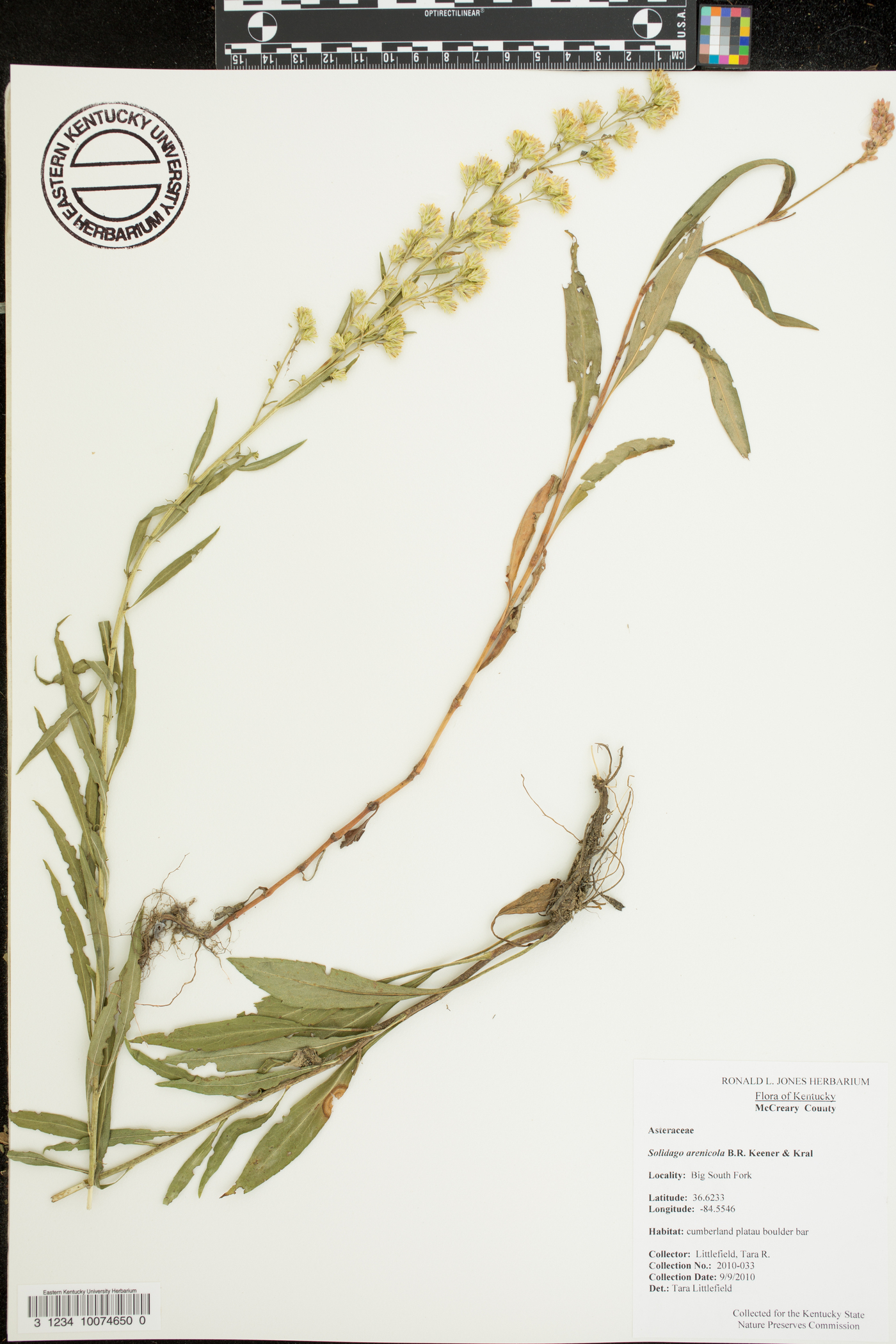 Solidago arenicola image