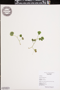 Hydrocotyle americana image