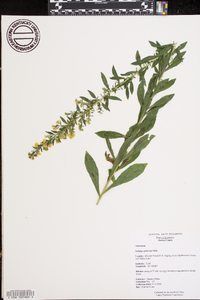 Solidago puberula image