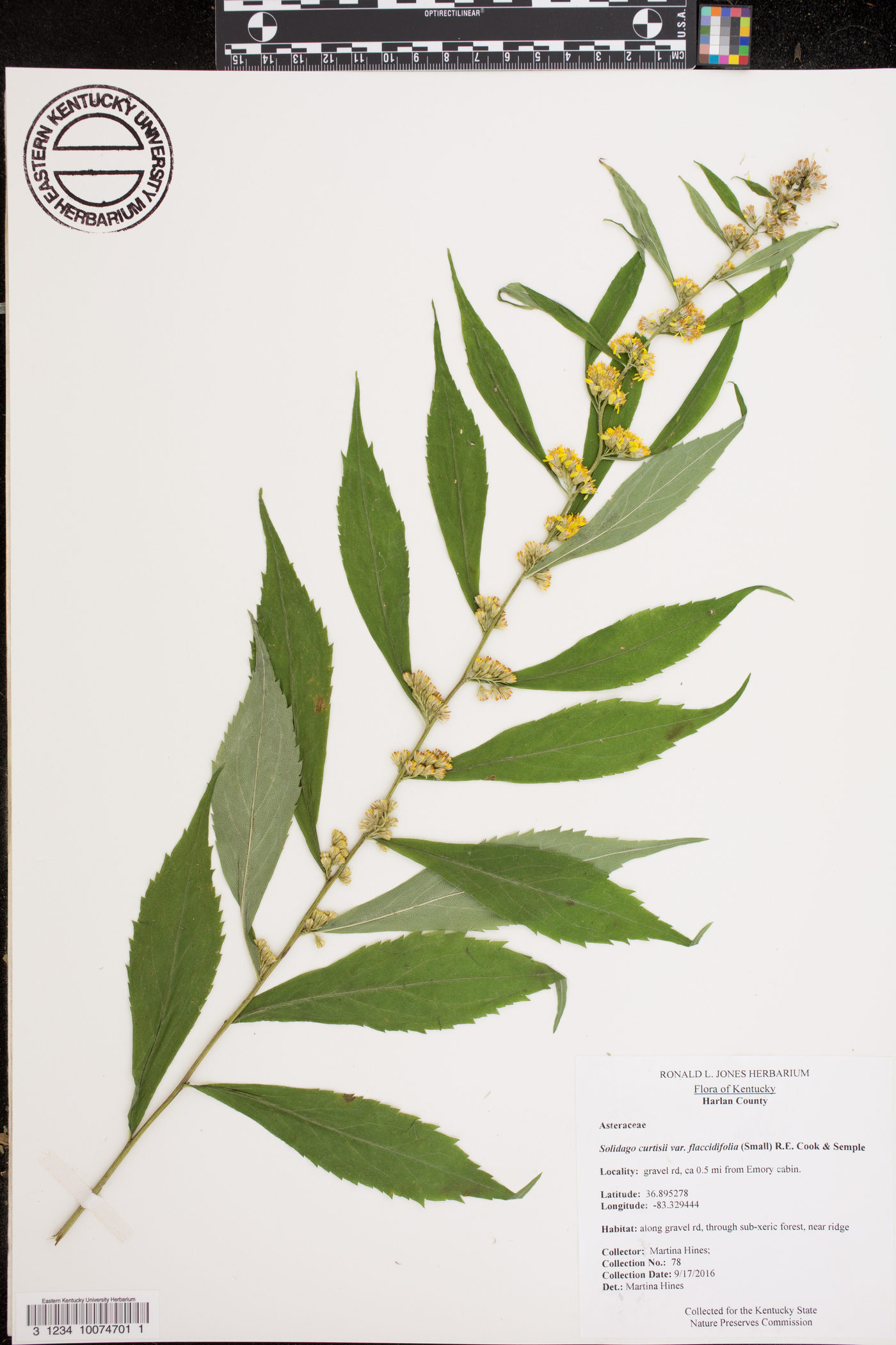 Solidago curtisii var. flaccidifolia image